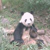 A happy panda, Chengdu.