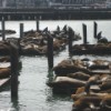 The Sea Lions of Pier 39, San Francisco.