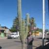 The obligatory cactus photo. Loreto, Baja California.
