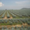 Agave fields, Tequila.